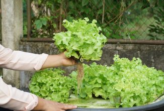 Is an Aquaponics System Right for You?